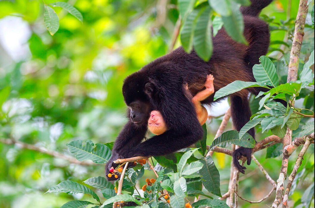 Monos Congos de Costa Rica en Peligro 2025