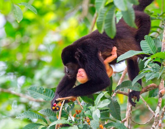 Monos Congos de Costa Rica en Peligro 2025